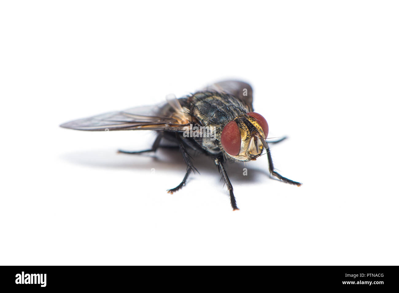 Une mouche domestique l'un des vecteurs de maladie isolé sur fond blanc Banque D'Images