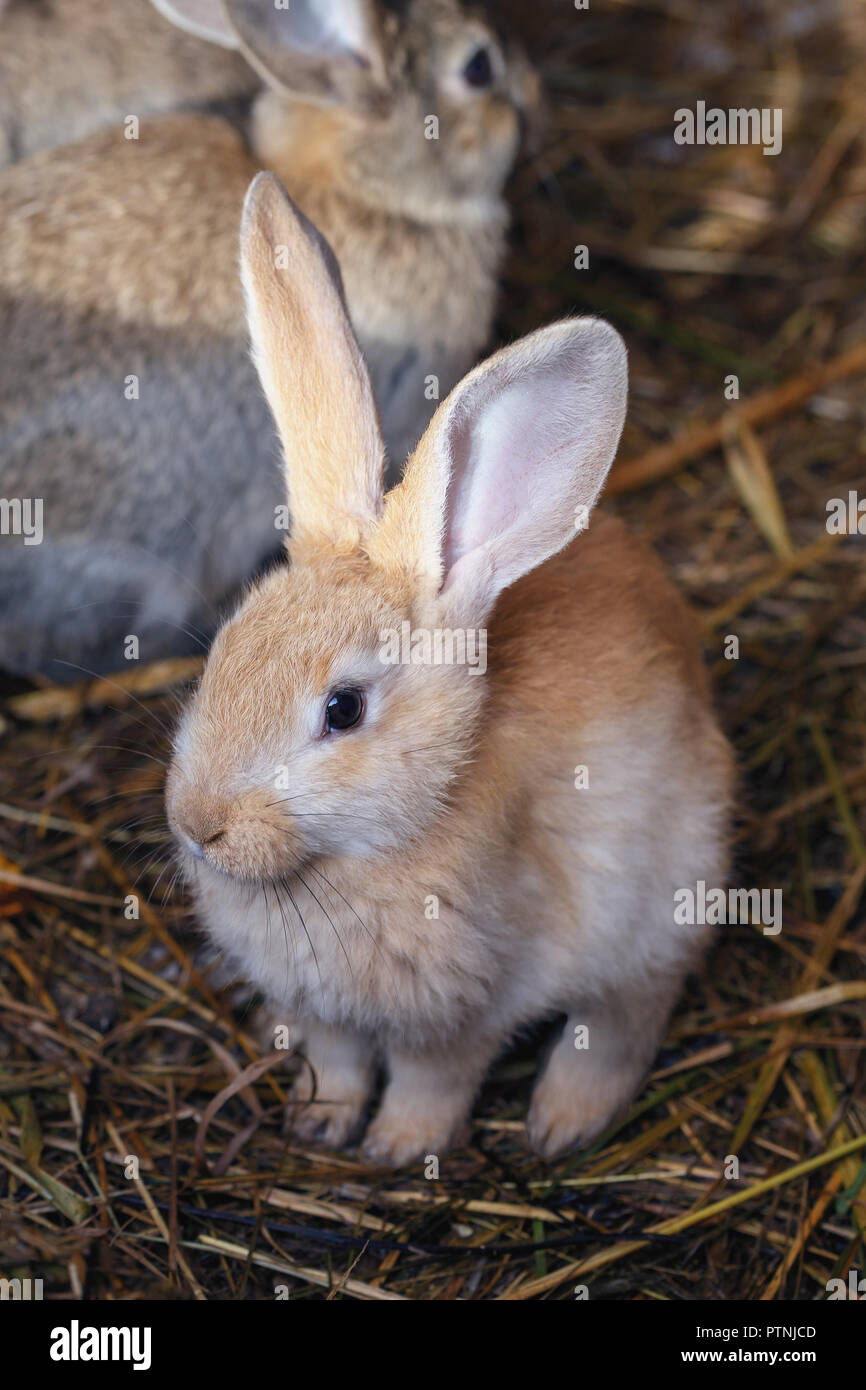 Vue frontale d'un mignon petit lapin sur le foin dans une cage Banque D'Images