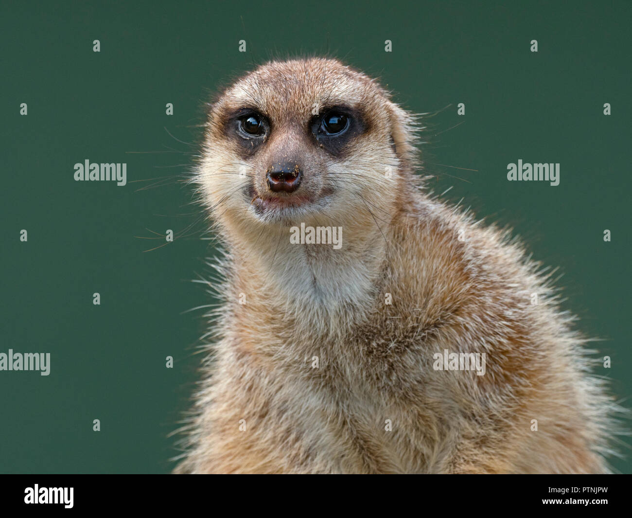 Les suricates ou suricate Suricata suricatta Banque D'Images