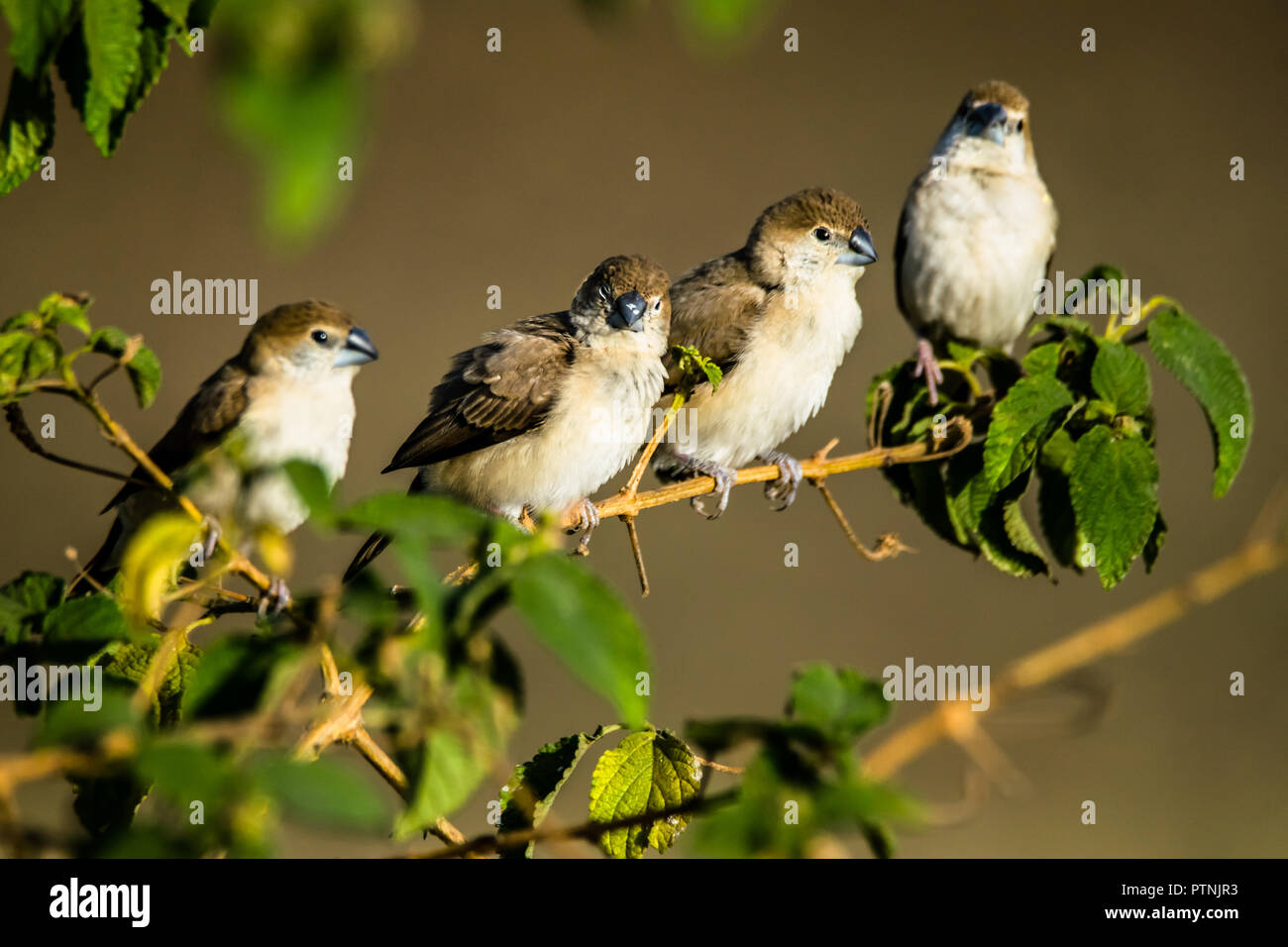 L'Indian silverbill ou white-throated munia (Euodice malabarica) est un petit passereau trouvés dans le sous-continent indien et des régions voisines. Banque D'Images