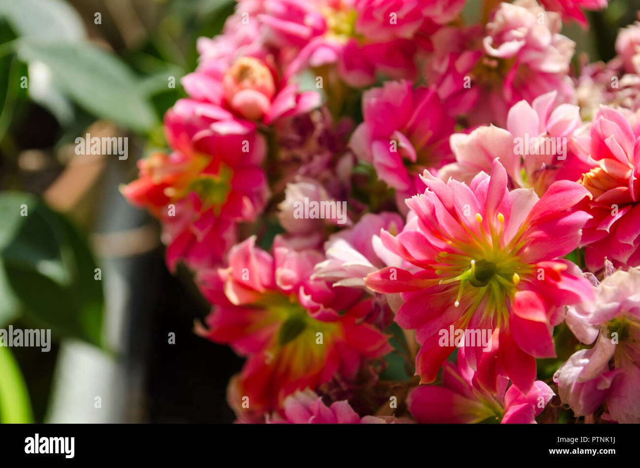 Les bourgeons de fleurs Kalanchoe rose avec feuilles charnues Banque D'Images