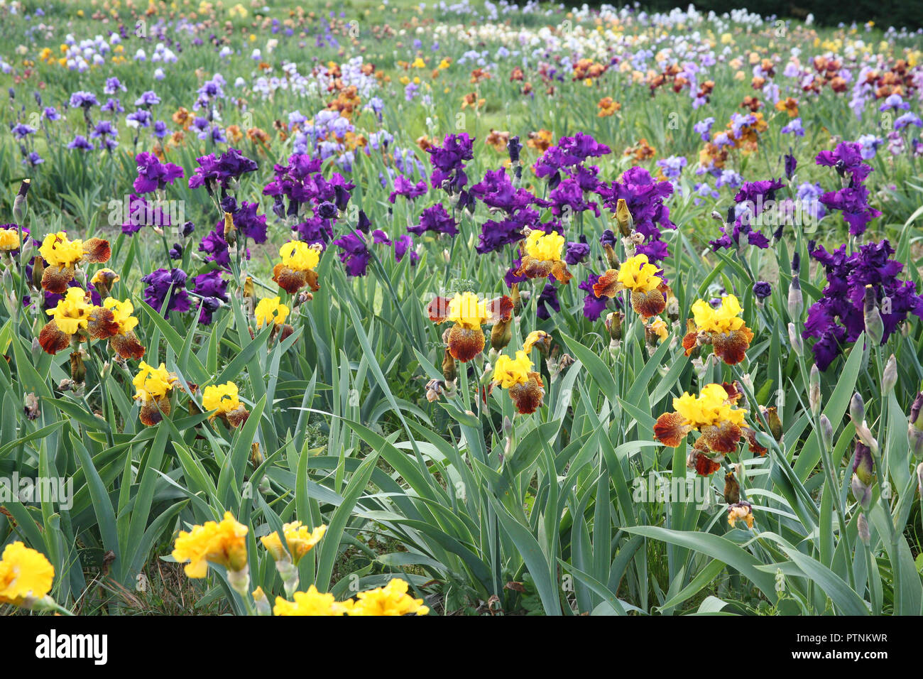 IRIS Banque D'Images