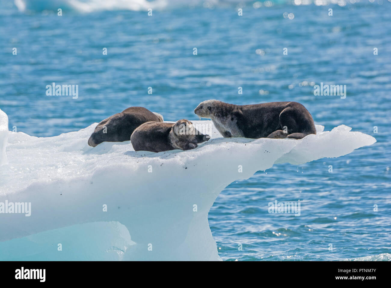 Les loutres de mer sur un iceberg dans le Prince William Sound par le glacier Columbia en Alaska Banque D'Images