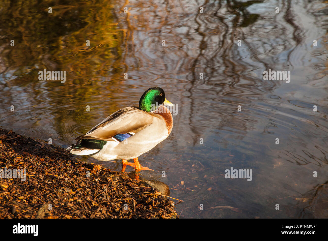 Un canard colvert au bord de l'étang en Ropner Park,Stockton on Tees,Angleterre,UK Banque D'Images