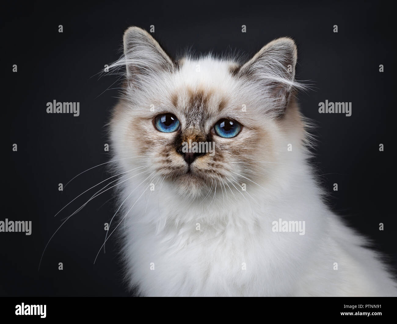 Birman blue tabby point Banque de photographies et d’images à haute