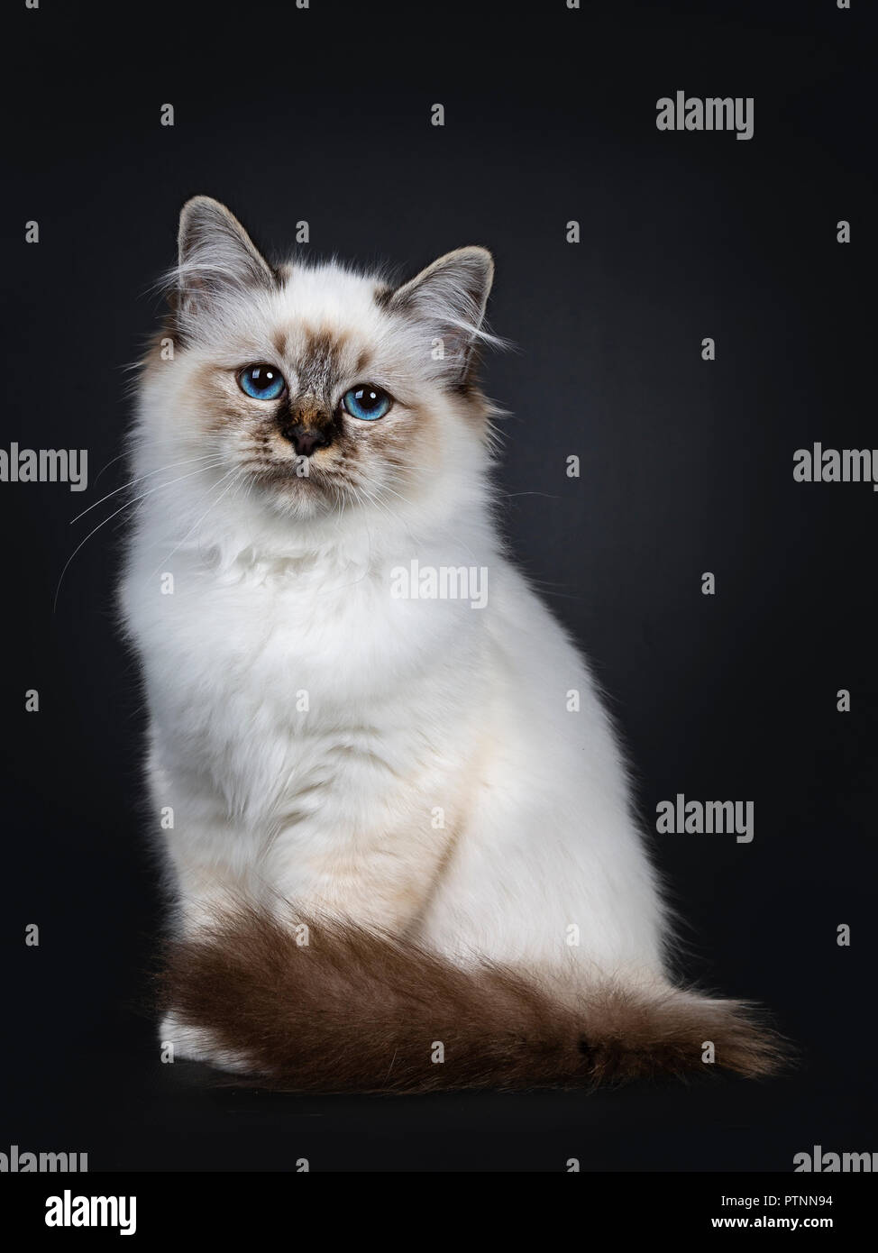 Sacr De Birmanie Blue Tabby