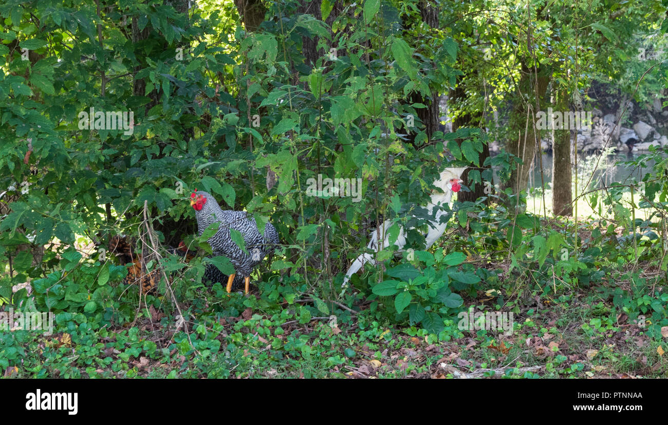 Deux poules se cachant dans les mauvaises herbes. Banque D'Images