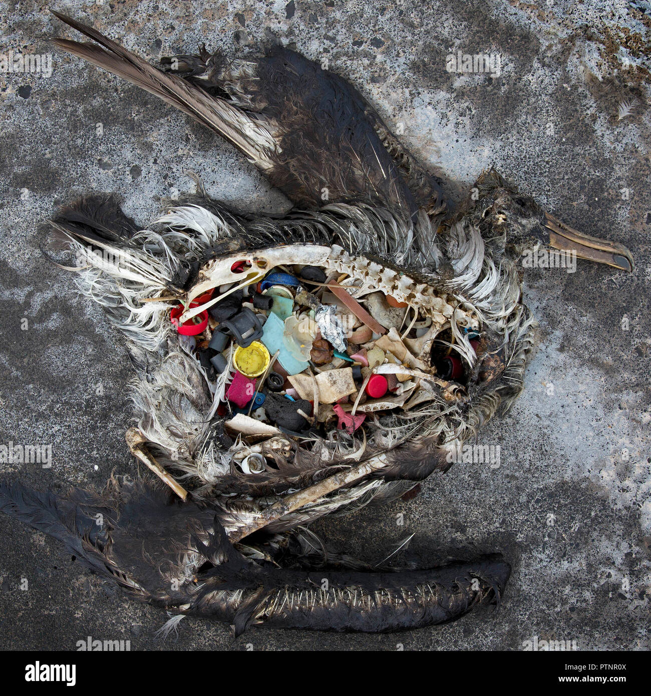 Un albatros à pieds noirs poussin avec du plastique dans son estomac se trouve mort sur l'atoll de Midway, dans le nord-ouest des îles Hawaii. L'atoll à distance où des milliers sont morts est maintenant un sanctuaire délicate pour des millions d'oiseaux. Midway se trouve au milieu d'une collection de débris à l'homme appelé la plaque de déchets du Pacifique Nord. Le long des chemins de Midway, il y a des piles de plumes à l'aide d'anneaux de plastique dans le milieu - vestiges d'oiseaux qui sont morts avec le plastique dans leurs tripes. Chaque année, l'Office élimine environ 20 tonnes de plastiques et les débris qui lave à terre à partir des eaux environnantes. Banque D'Images