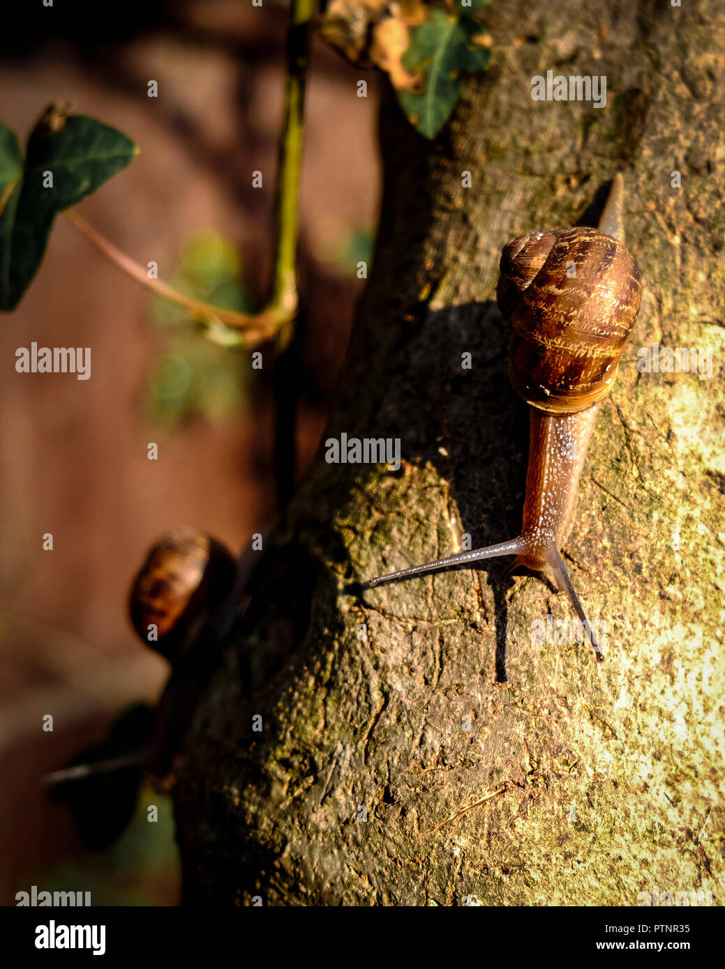 Jardin deux escargots (Helix aspersa) font leur chemin vers le bas une Fig Tree Trunk Banque D'Images