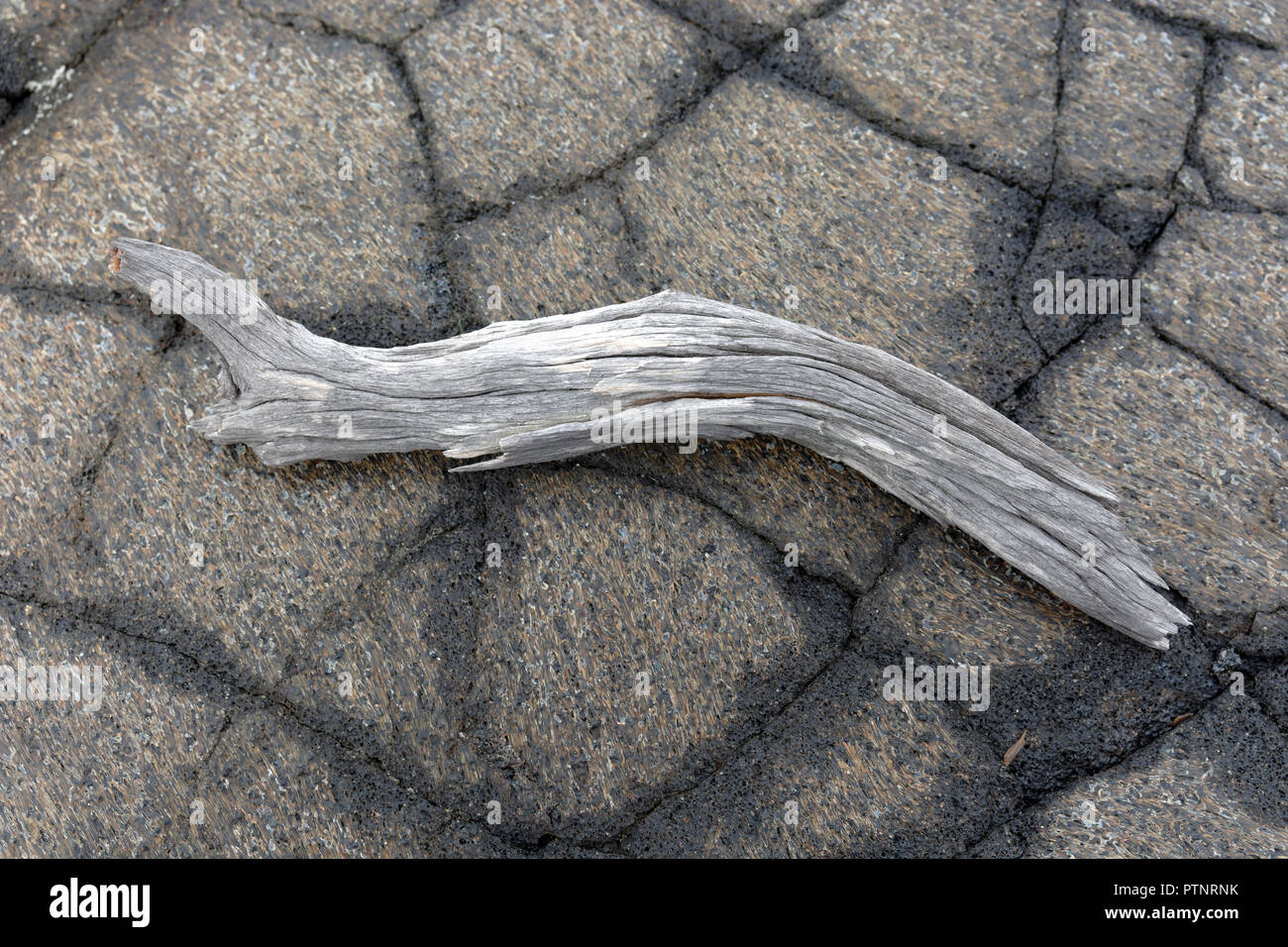 Branche morte sur la lave, Hawaii Volcanoes National Park, Big Island, Hawaii, United States of America. Banque D'Images