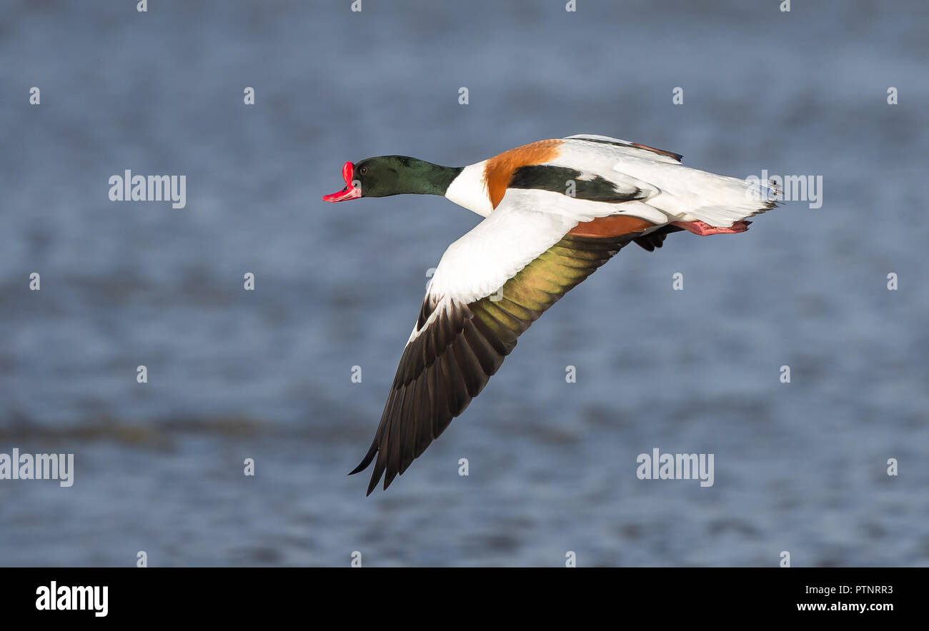 drake (Tadorna tadorna), un refuge britannique sauvage isolé en vol à mi-vol, volant au-dessus de l'eau, orienté vers la gauche. Banque D'Images