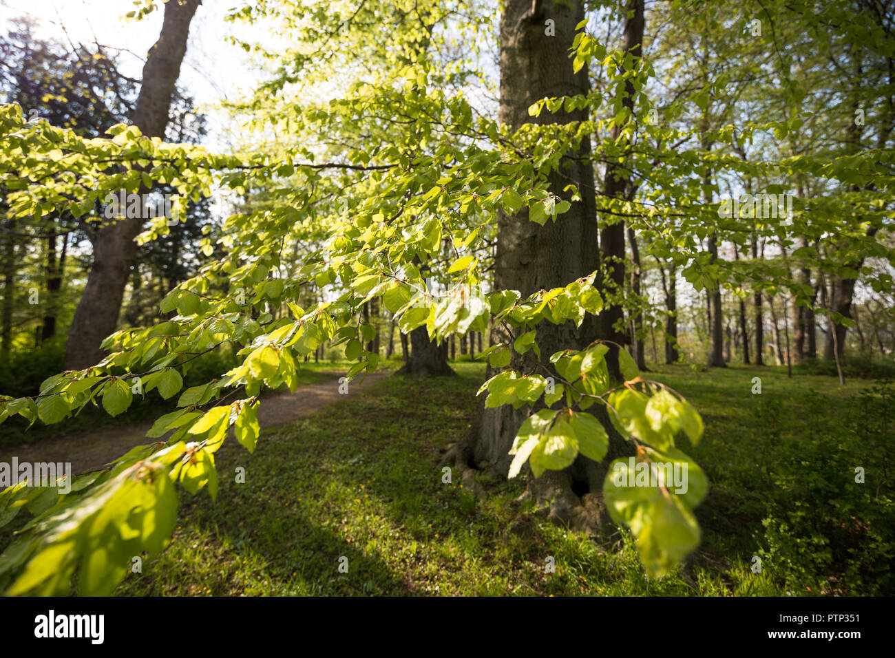 Branches fraîches de hêtre. Printemps dans la forêt et toutes les couleurs brillent dans le vert Banque D'Images