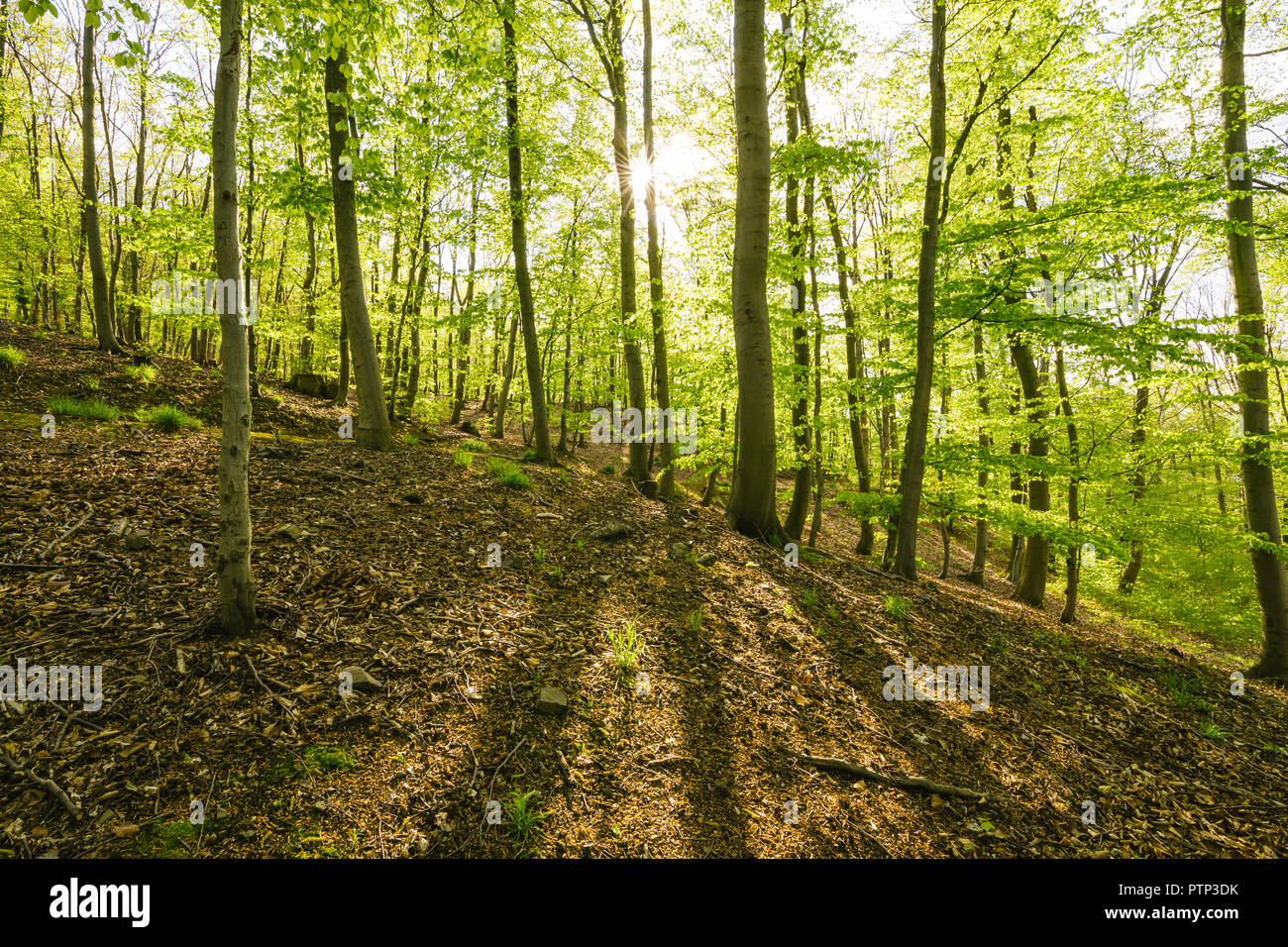 Le vert tendre au milieu de la forêt Banque D'Images