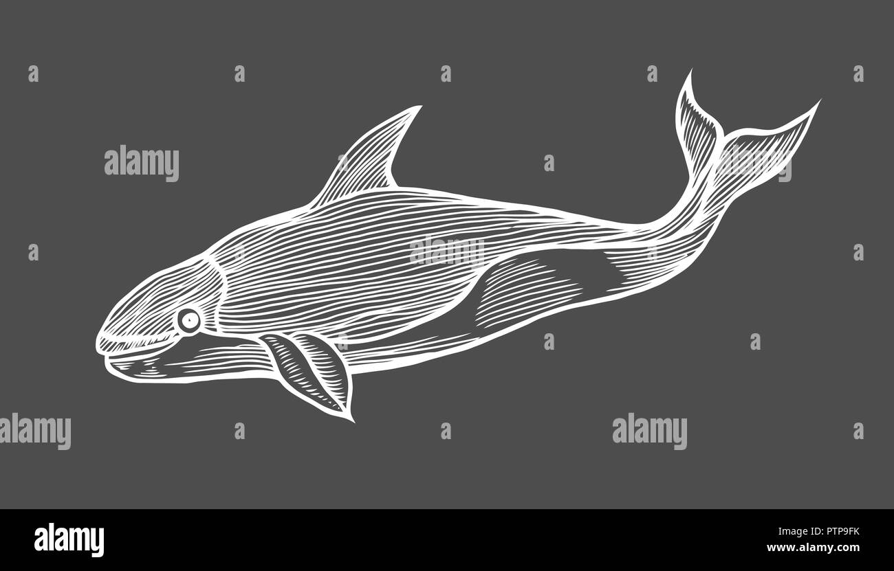 Gravure d'animaux d'eau baleine vector illustration. Scratch style conseil d'imitation. L'image à la main. Isolated on black Illustration de Vecteur