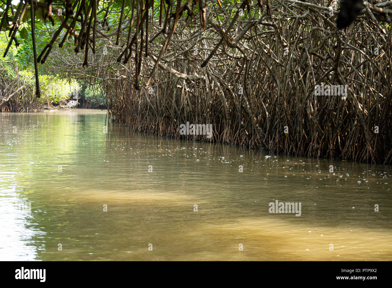 La forêt de mangrove Pichavaram ! Banque D'Images