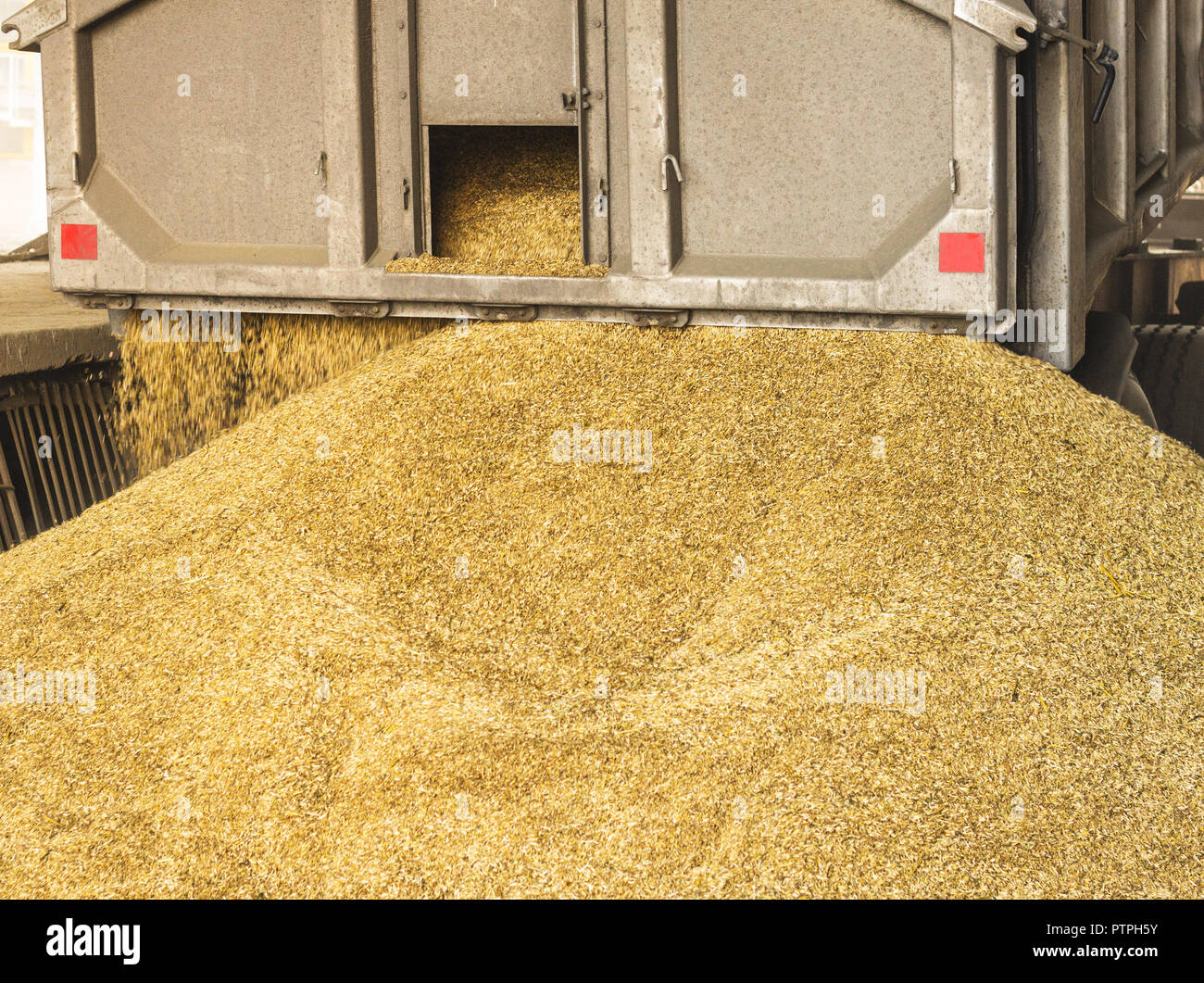 Un camion de déchargement du grain à grain d'une usine de traitement et de stockage, une installation de stockage de grain, la production de maïs de déchargement Banque D'Images