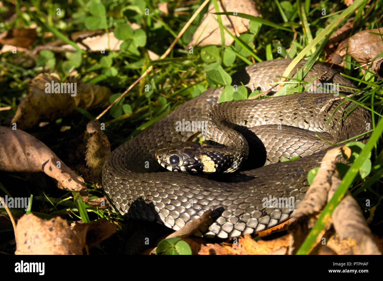 Natrix est un genre de serpents colubridae, des couleuvres ou des serpents d'eau, de repos au soleil entre l'herbe et les feuilles Banque D'Images