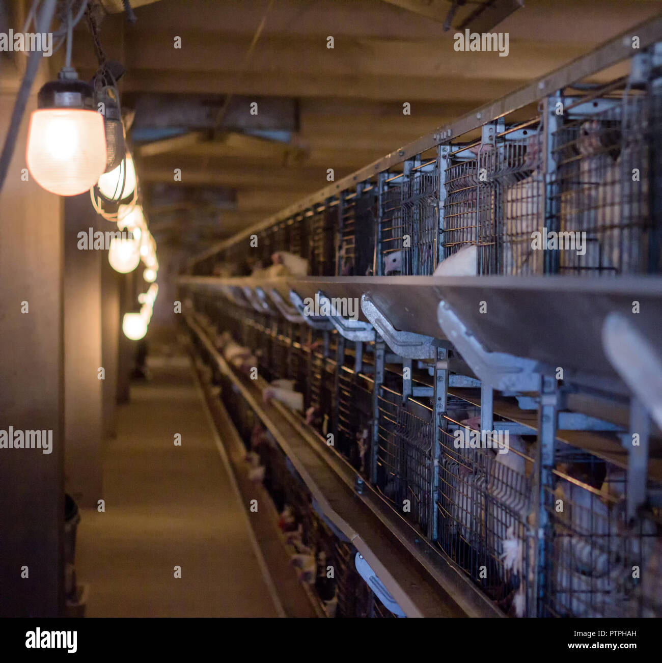 Poulets De Chair Banque du0027image et photos - Alamy