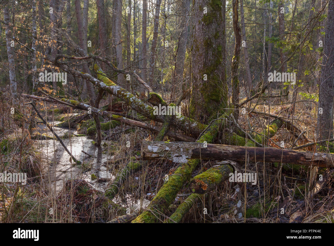 La sapin en face de vieille aulne dans la lumière au coucher du soleil, la forêt de Bialowieza, Pologne, Europe Banque D'Images