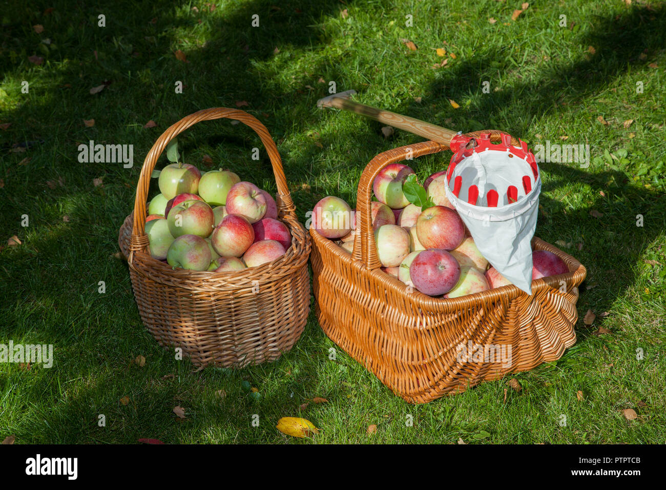 Paniers avec pommes et un frut pickers Banque D'Images