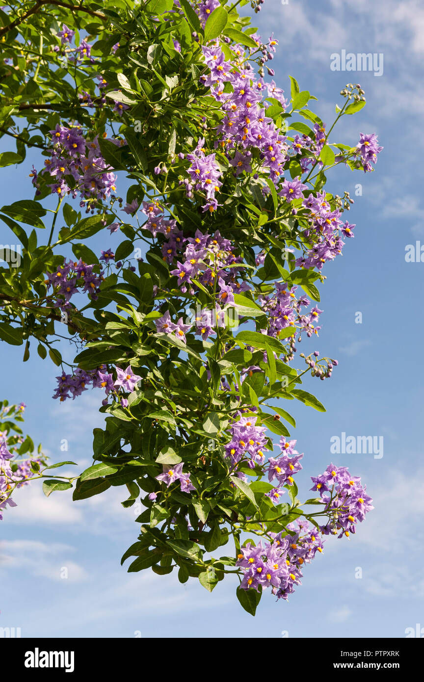 La toscane, italie. Plante grimpante à fleurs violettes contre un ciel bleu  Photo Stock - Alamy