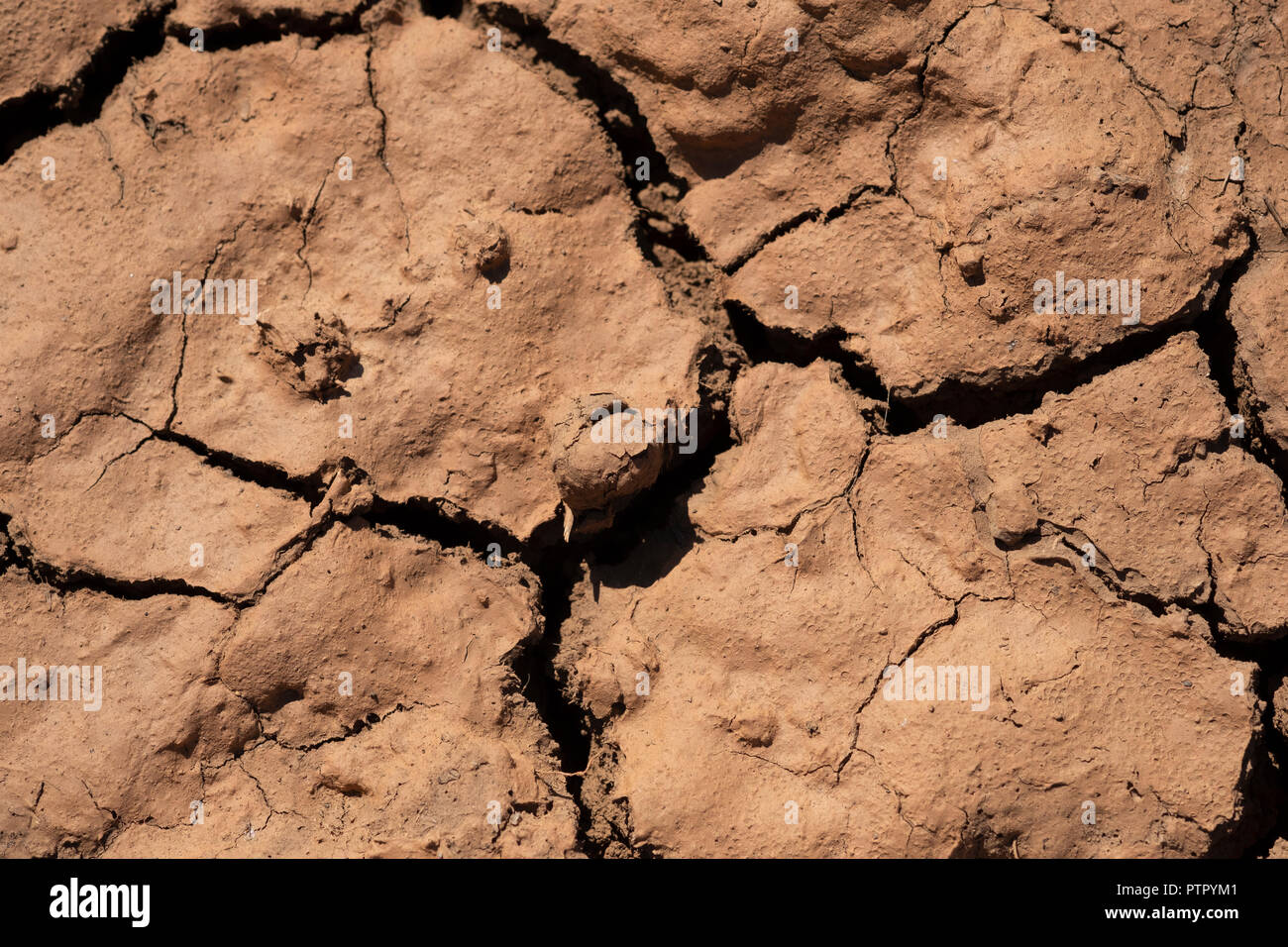 Close up photographie des fissures dans la boue séchée - signe d'une grave sécheresse dans l'Est Le Cap, Afrique du Sud 2017 Banque D'Images