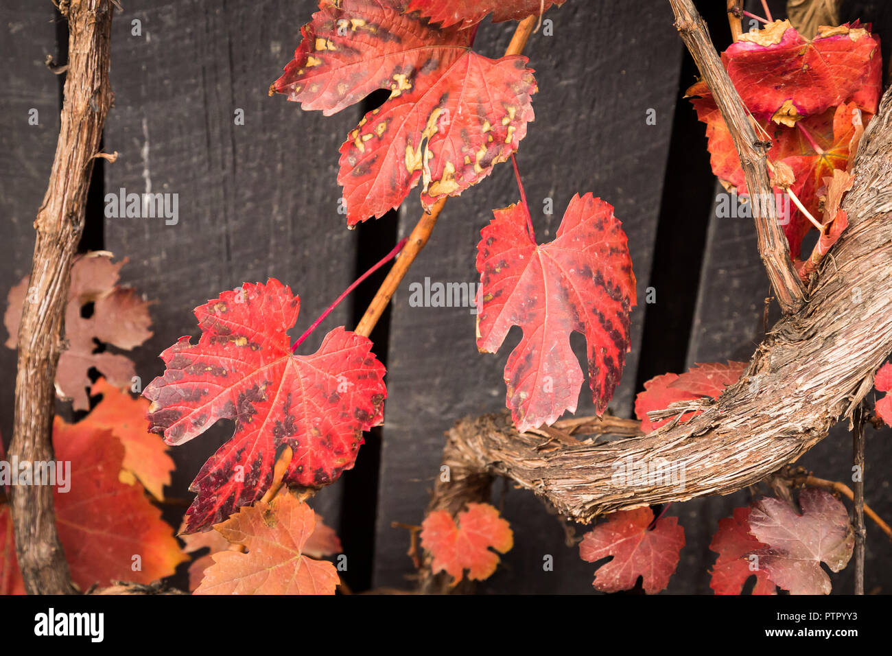 Les feuilles de vigne rouge sur la clôture en bois foncé contre Banque D'Images