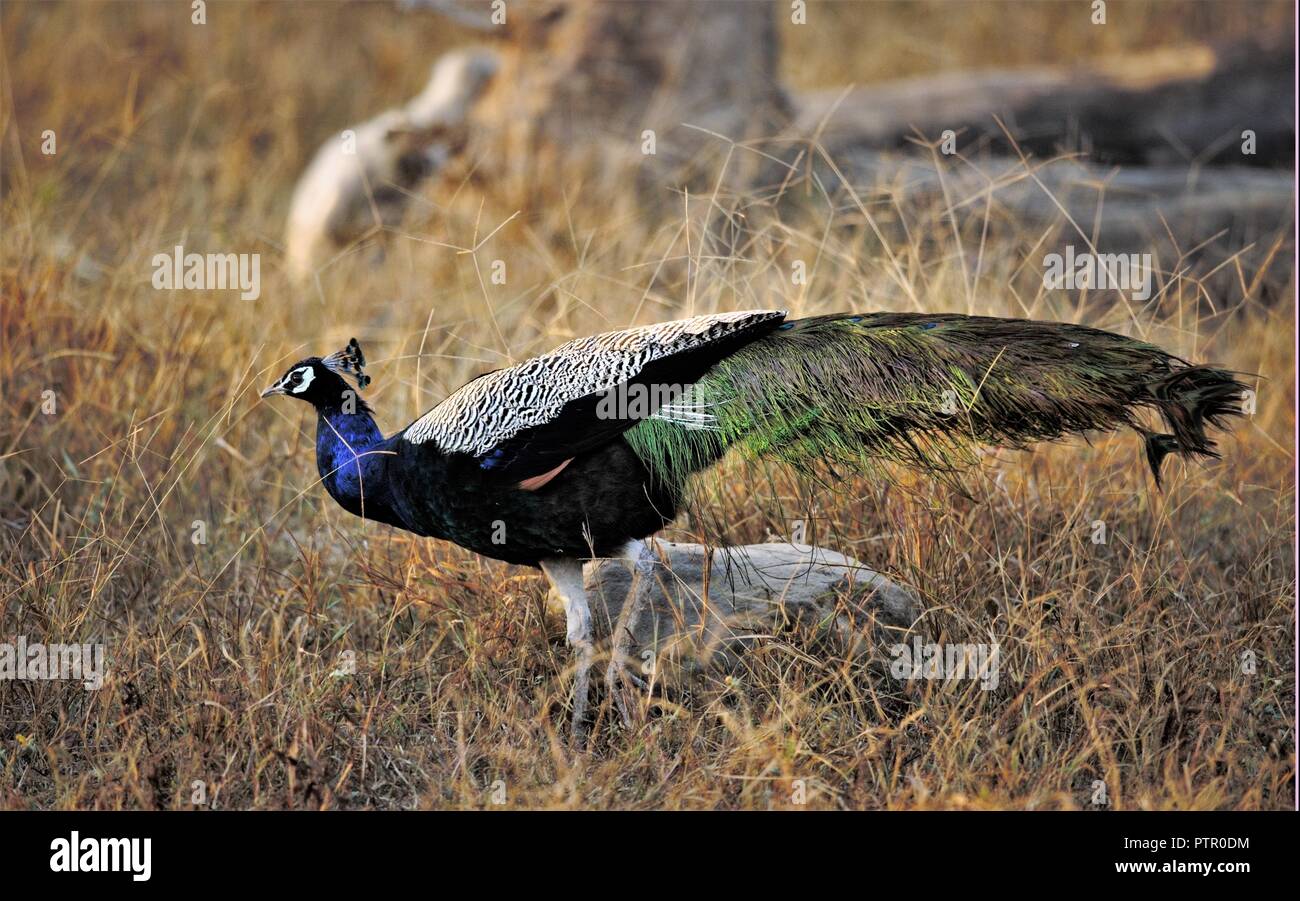 L'Inde avec Paons peacock/couleurs complète Banque D'Images