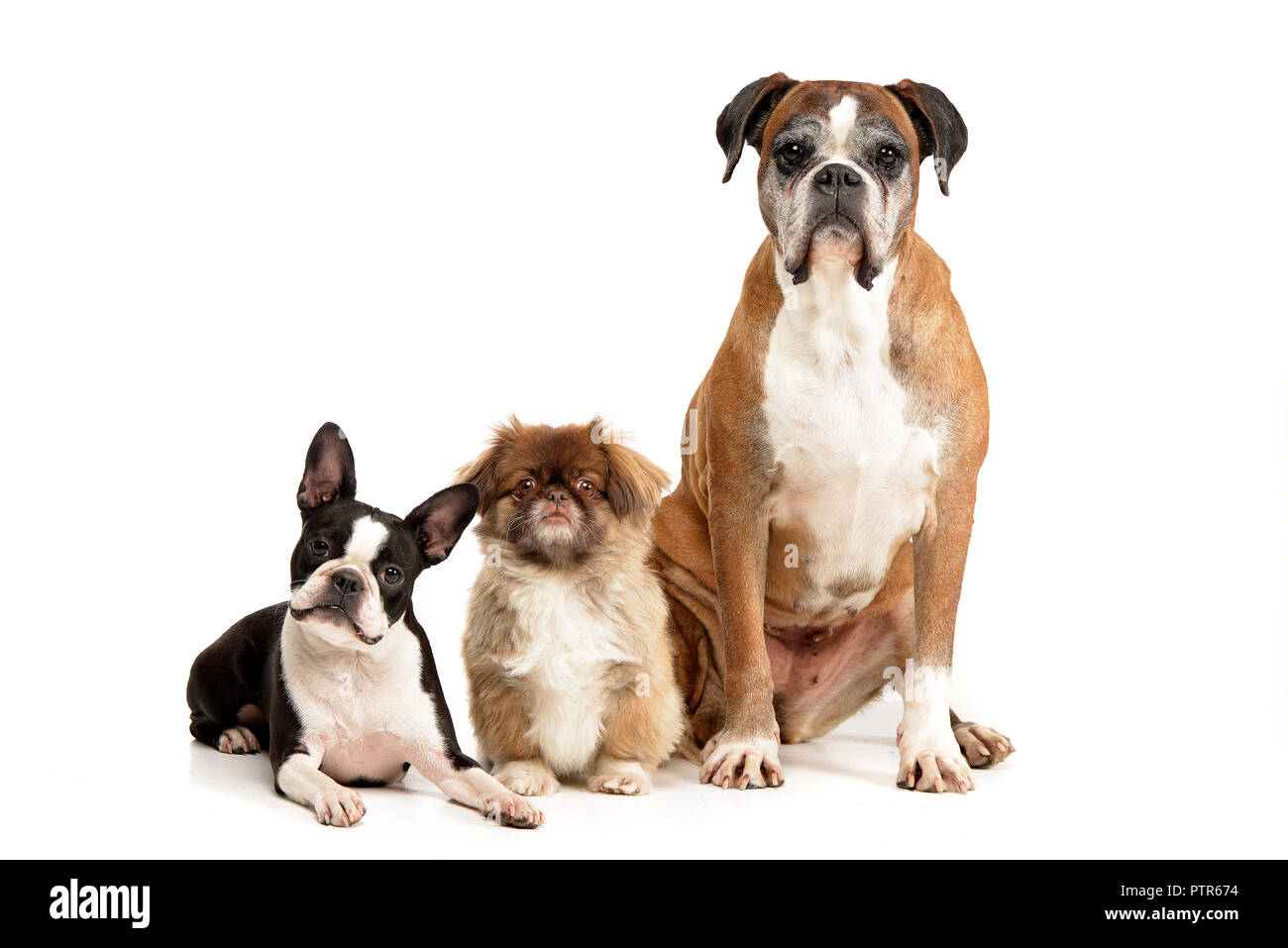 Portrait de trois chien adorable (Boston Terrier, mignon petit canard, boxeur) - isolé sur blanc. Banque D'Images