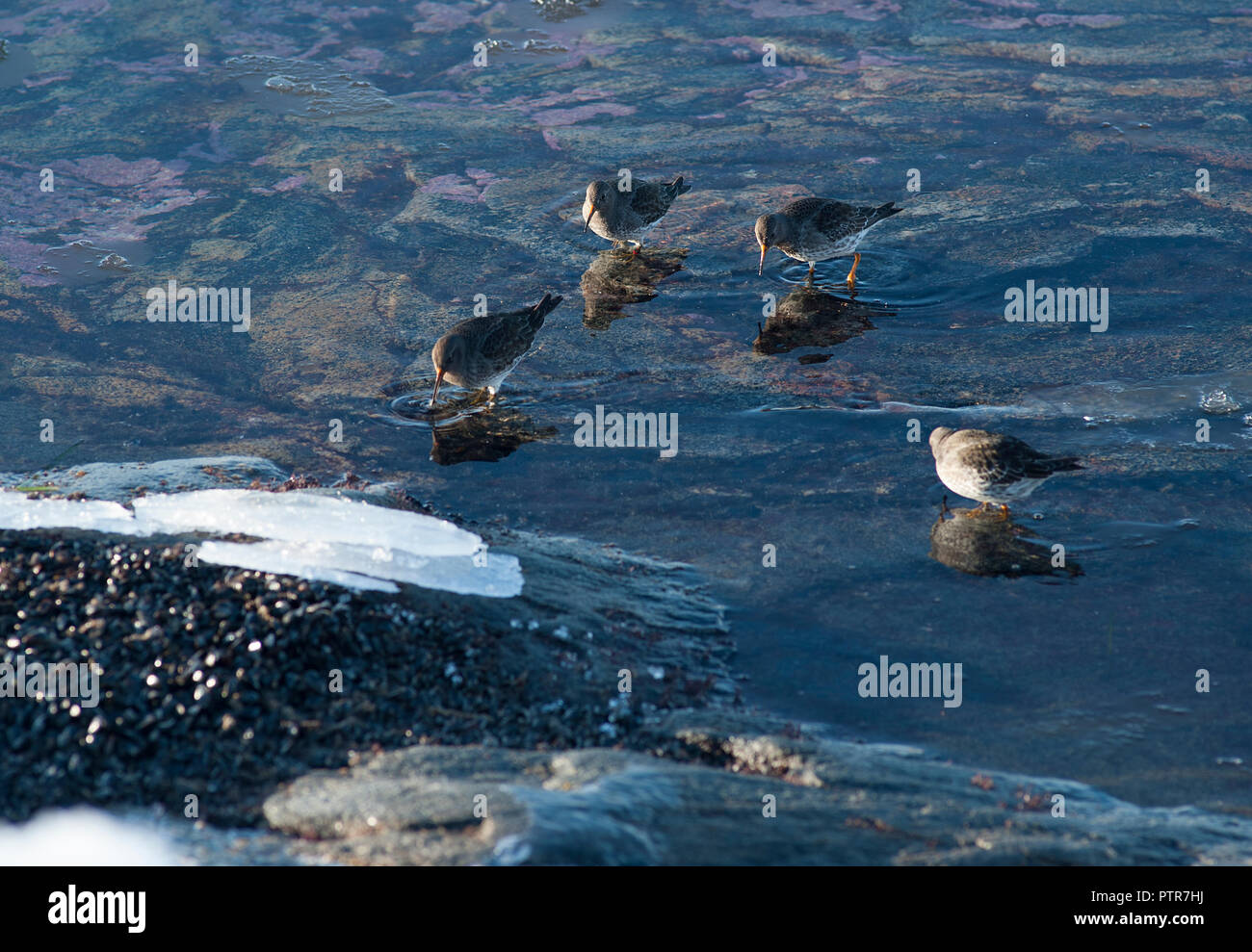 La glace de mer dans la Suède. L'eau gelée dans un état solide.[3][4] en fonction de la présence d'impuretés telles que les particules de sol ou de bulles d'air Banque D'Images