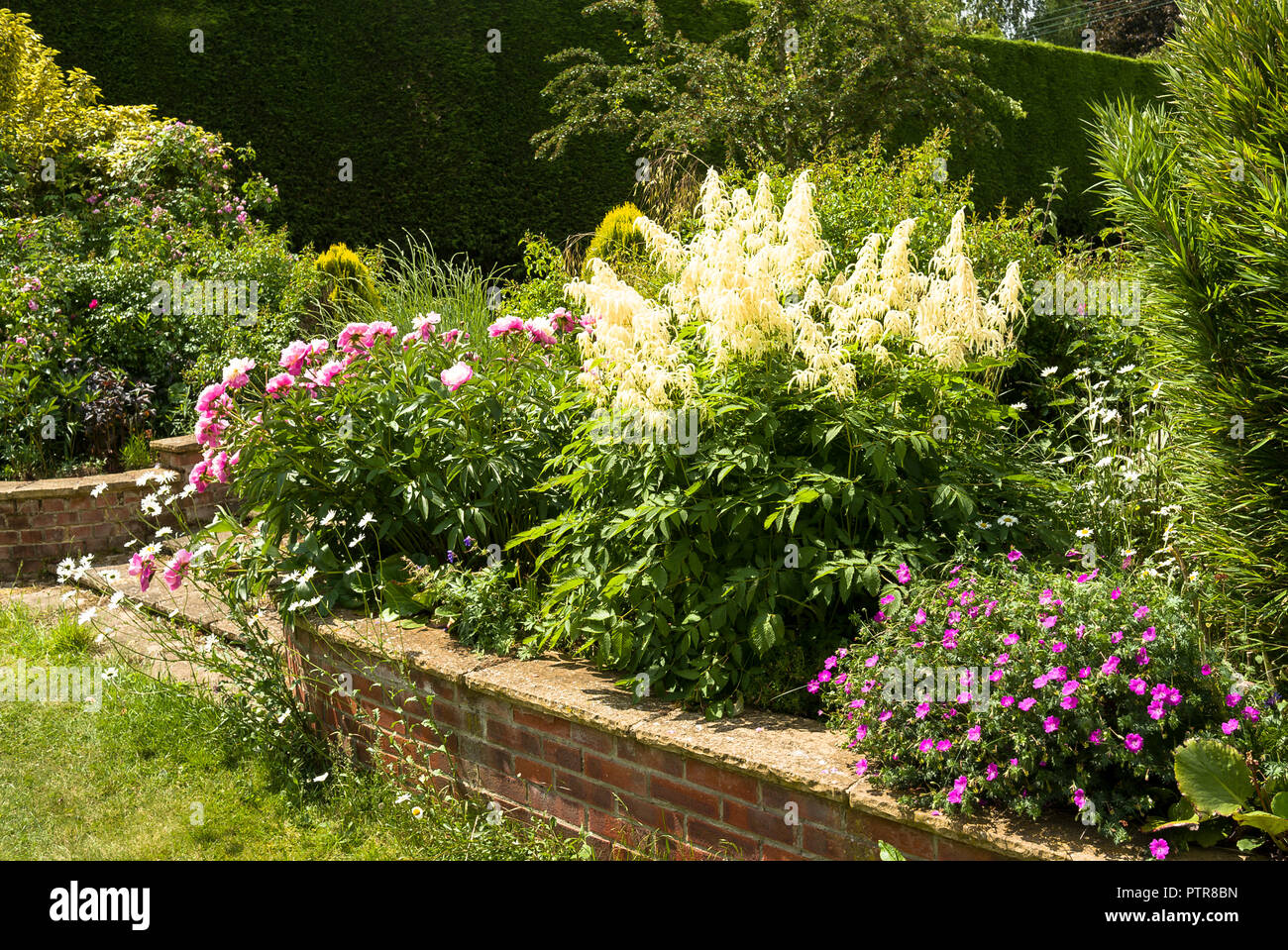 Frontière herbacées mixtes au début de l'été dans un jardin anglais avec Aruncus, hardy géraniums et de pivoines Banque D'Images