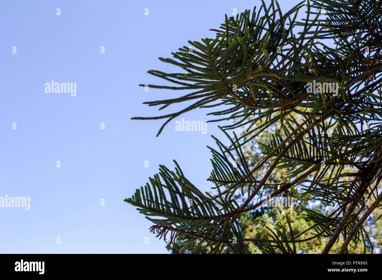 Araucaria contre le ciel bleu Banque D'Images