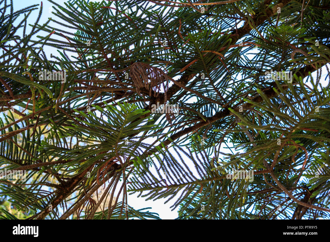 Les branches d'arbres araucaria Banque D'Images