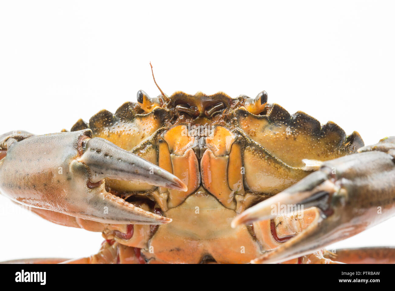 Un crabe, Carcinus maenas, également connu sous le nom de crabe européen ou le crabe vert, photographié sur un fond blanc avant de le relâcher. Dorset Angleterre Banque D'Images