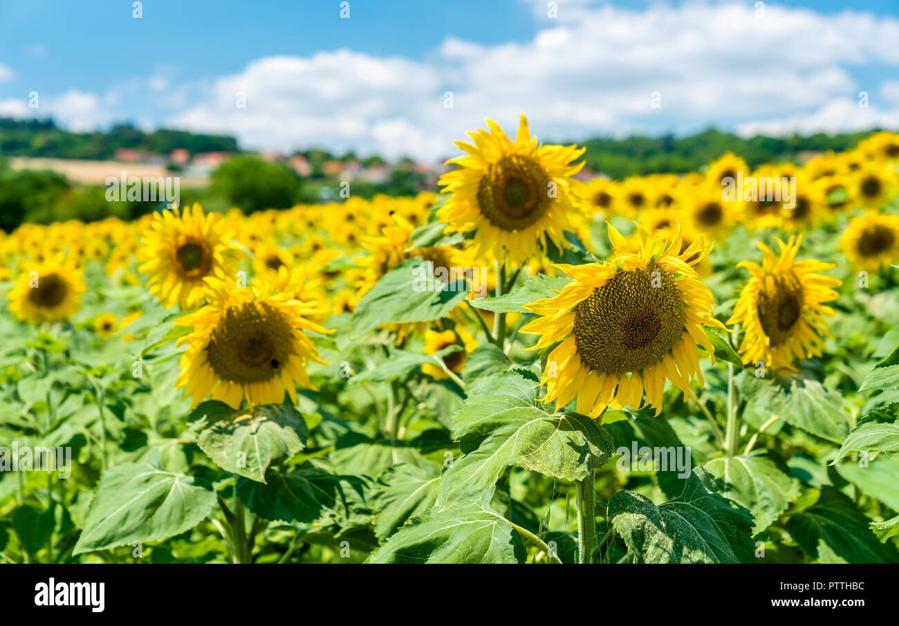 Beaux tournesols dans un champ dans le centre de la France Banque D'Images