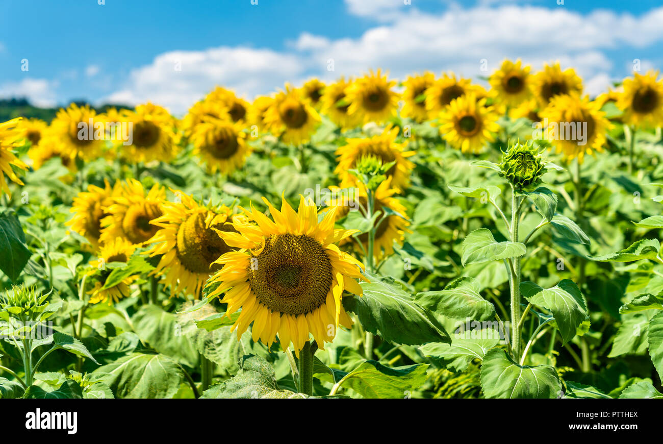 Beaux tournesols dans un champ dans le centre de la France Banque D'Images
