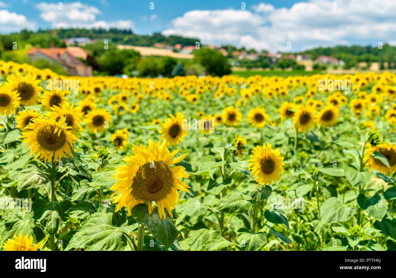 Beaux tournesols dans un champ dans le centre de la France Banque D'Images
