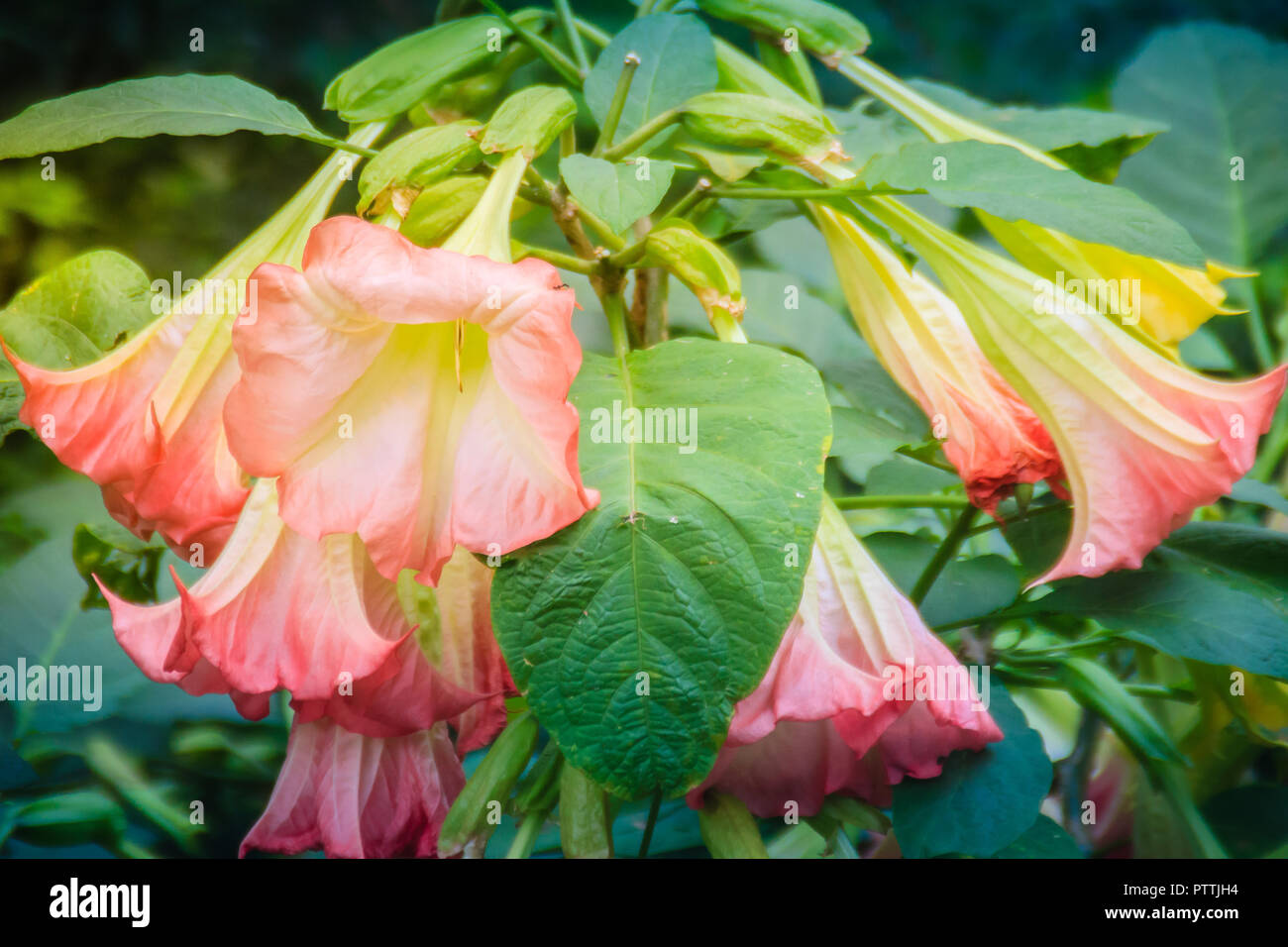 Le Rosea De Tabebuia Est Un Arbre Neotropical De Fleur Rose