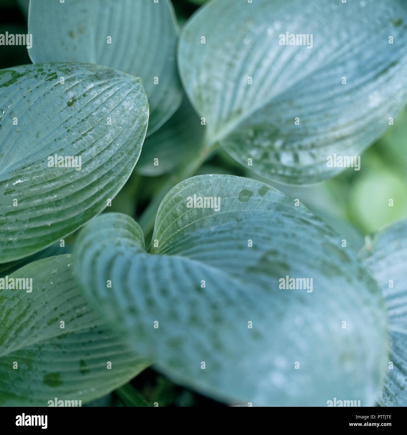Hosta quitte à Kensington Garden Banque D'Images