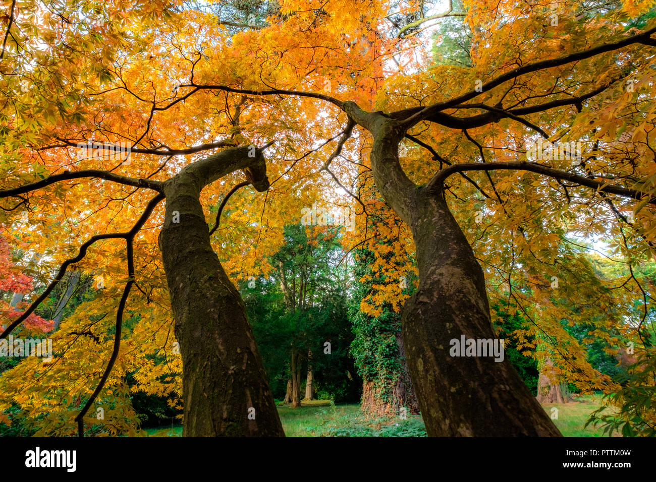 Branches et feuilles d'automne Banque D'Images