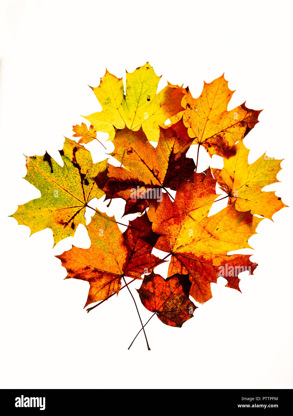 Feuilles d’automne Banque D'Images