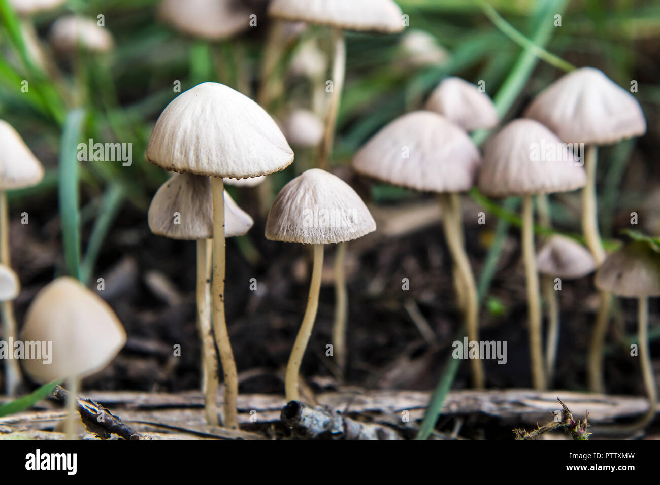 Groupe de champignons poussant dans un parc Banque D'Images
