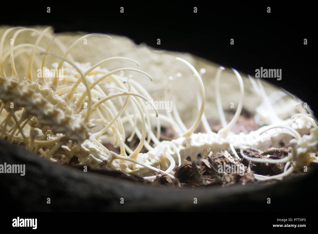 Squelette d'un serpent dans une grotte Banque D'Images