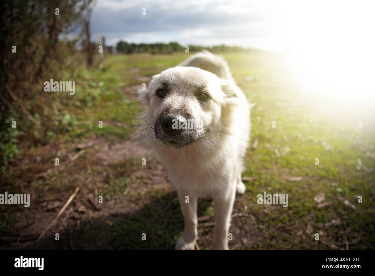 Le chien a l'air en lentilles Photo Stock - Alamy