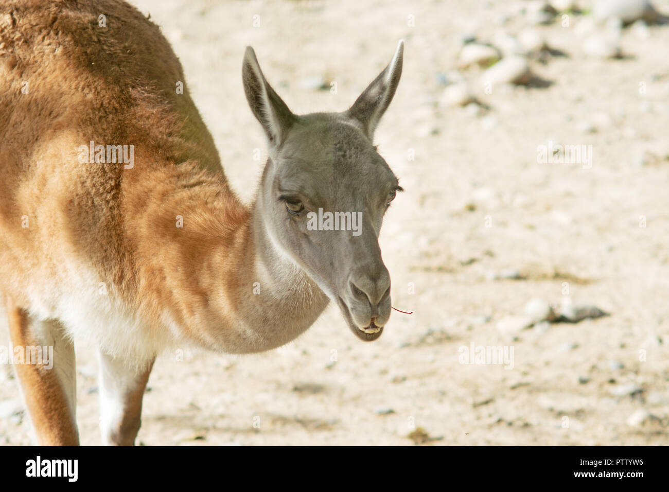 Portrait d'un guanaco (Lama guanicoe), un camélidé originaire d'Amérique du Sud Banque D'Images