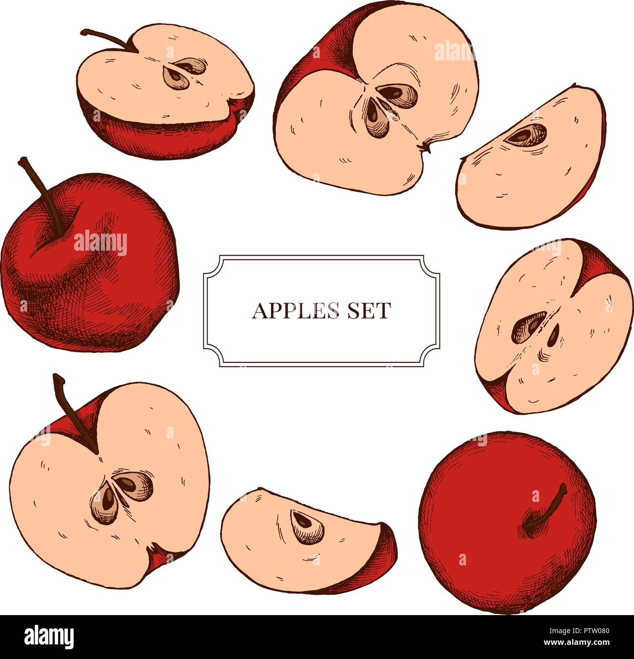 Vector collection de pommes à la main très détaillé Illustration de Vecteur