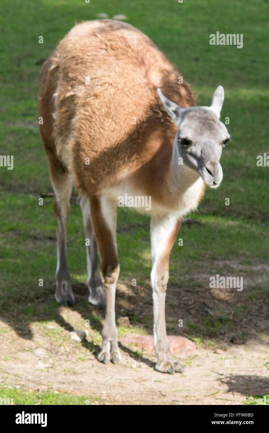 Portrait d'un guanaco (Lama guanicoe), un camélidé originaire d'Amérique du Sud Banque D'Images