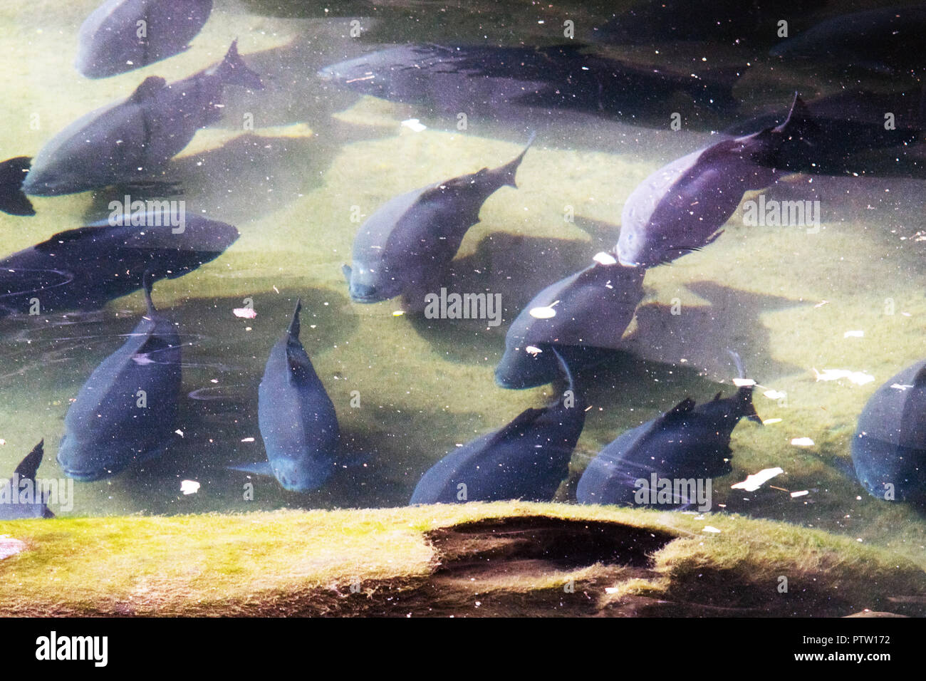 Full Frame Shot de carpes Koï natation dans l'étang Banque D'Images