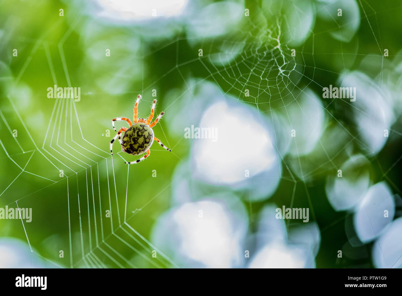 Orb weaver spider web tissage d'une Banque D'Images
