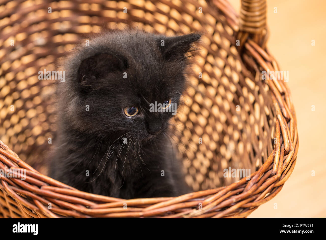 Adorable chaton noir dans panier en osier. Chat domestique 8 semaines. Felis silvestris catus. Petit innocent kitty close-up. Petit animal à fourrure avec un regard. Banque D'Images